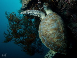 Resting turtle - Mayotte by Takma Lherminier 